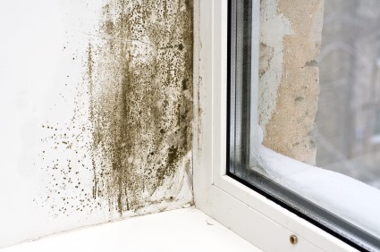 Mold Removal in Olympia by All-Shield Crawl Spaces