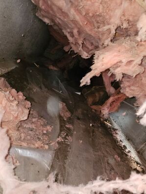 Before & After Mold Detection & Crawlspace Cleaning in Olympia, WA (2)